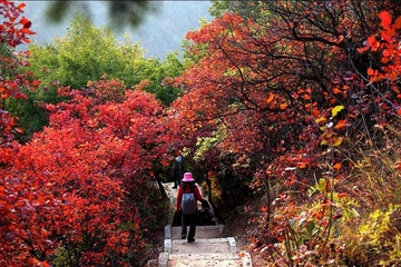 重阳节又叫什么节