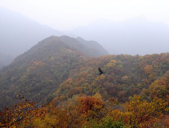 重阳节要干什么