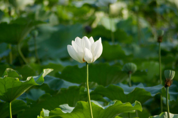 扫墓鲜花用什么花