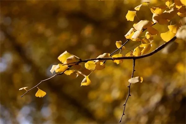 重阳节的风俗是什么