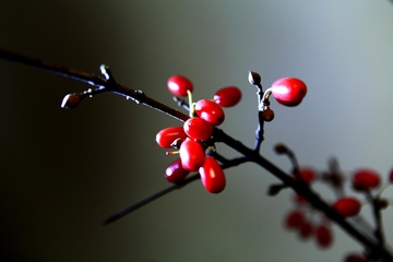 重阳节为什么被称为茱萸节