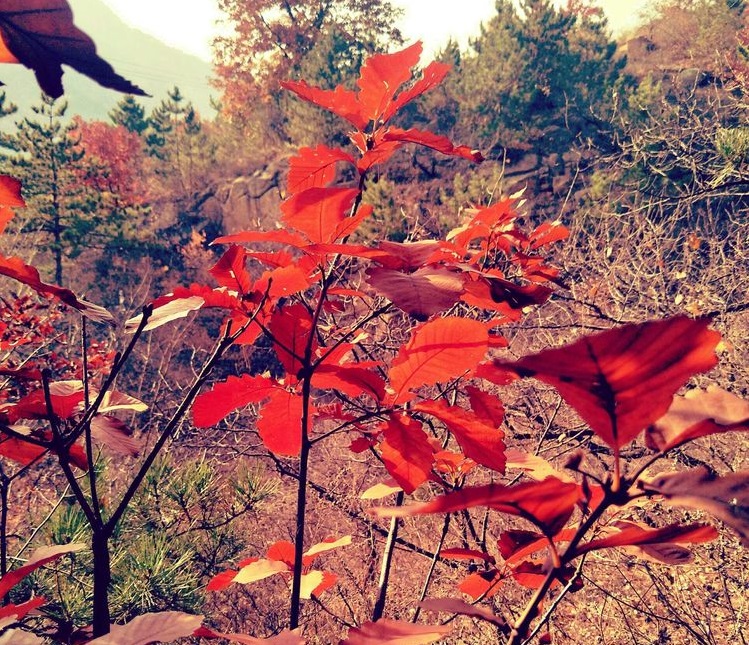 重阳节节日简介