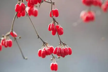 重阳节为何被定为敬老节