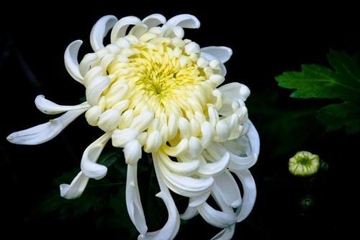 重阳节祭祀先人吗