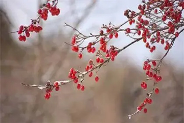 关于重阳节的知识