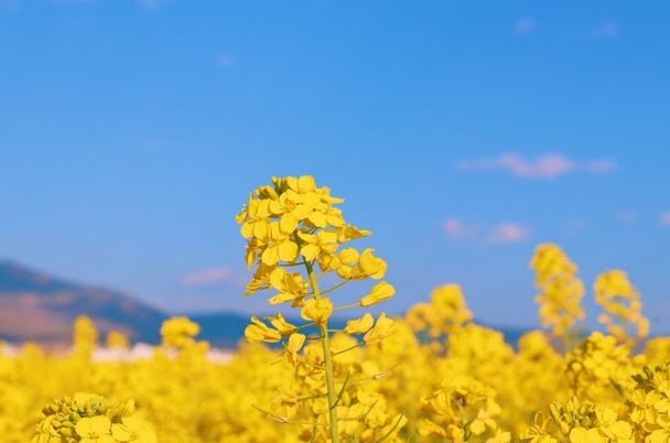 清明节祭扫烈士墓悼词