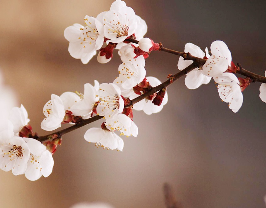 怎样写花圈挽联