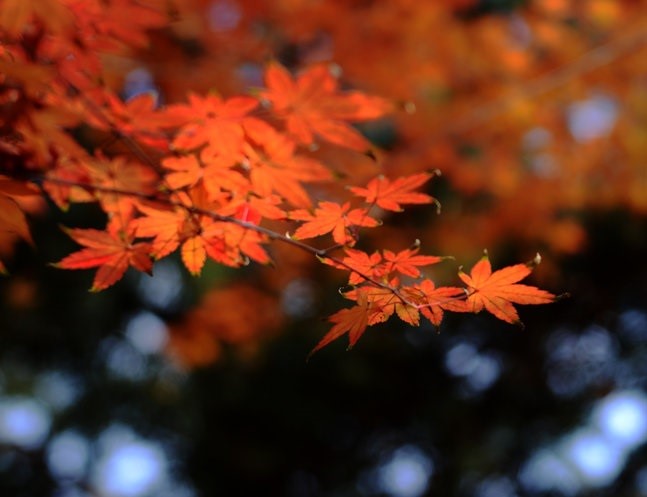 重阳节的来历是什么