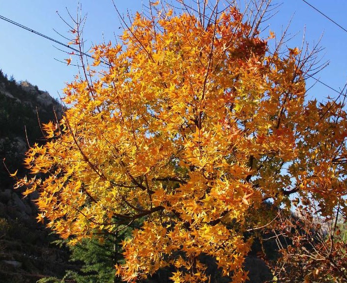 中元节需要上坟吗