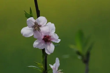 中元节那天需要扫墓吗