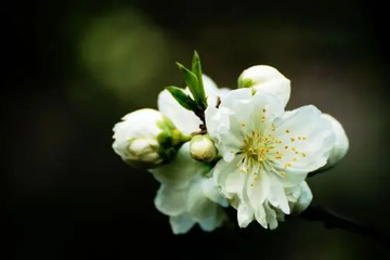 中元节那天需要扫墓吗