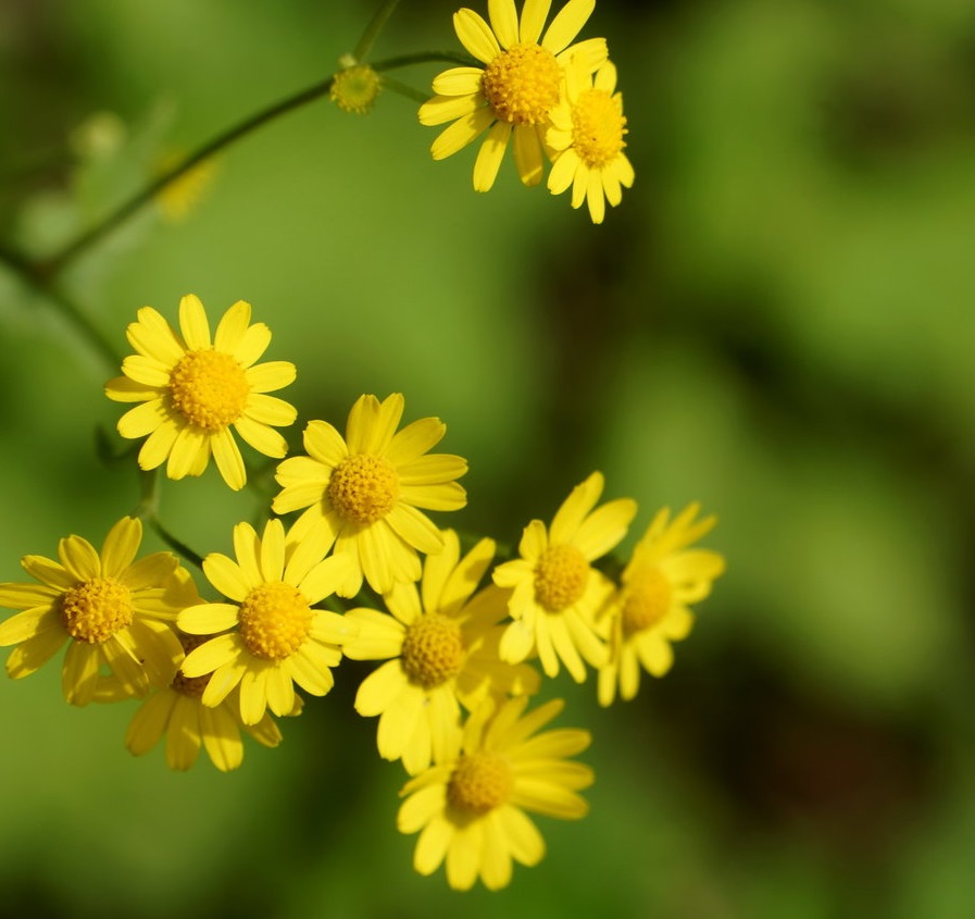 中元节传统节日