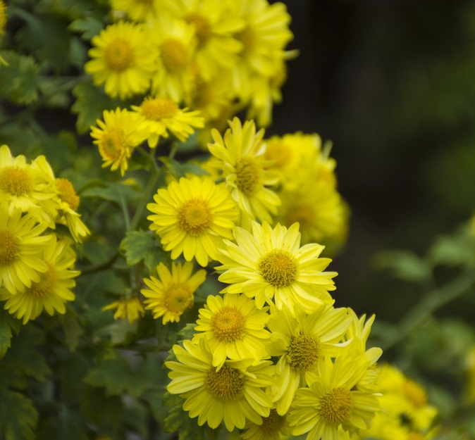 中元节传统节日