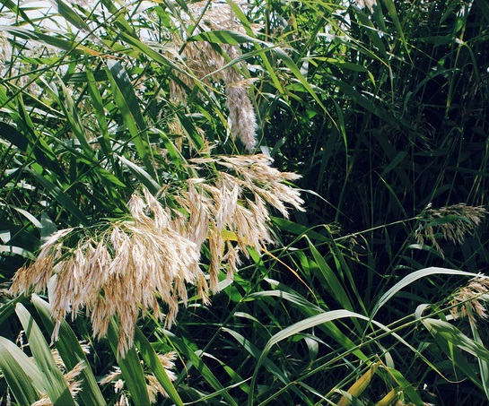 重阳节有什么习俗