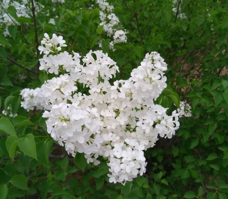 重阳节的习俗有哪些