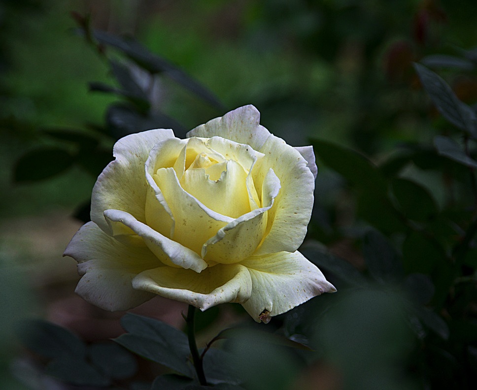 重阳节是什么节日啊