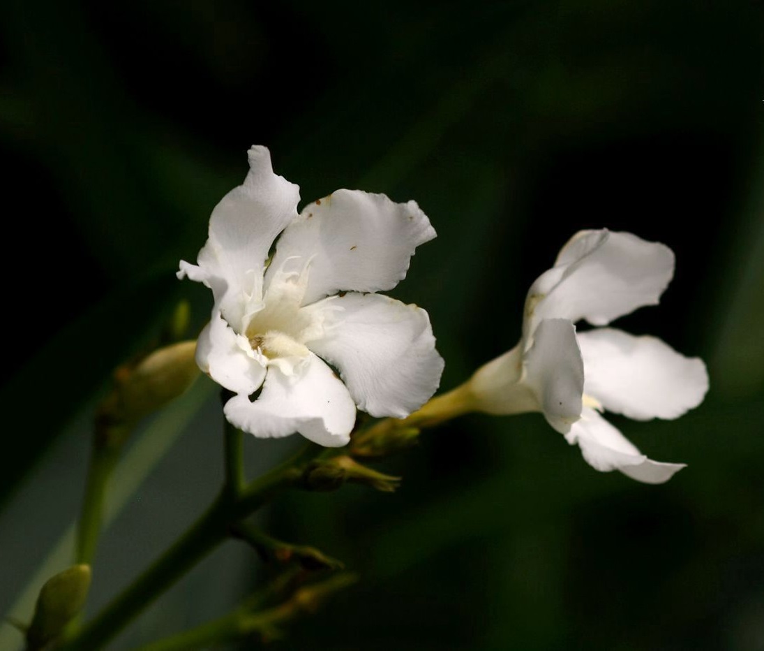 重阳节是什么节日啊