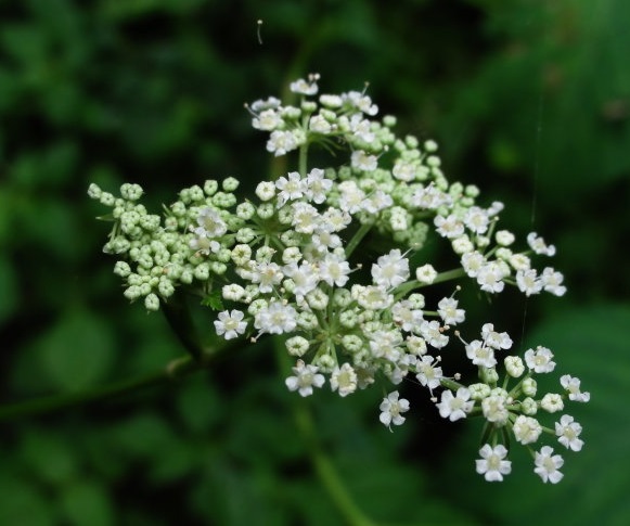 重阳节来历