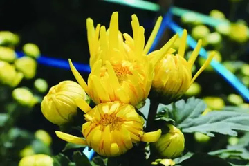 重阳节是纪念谁的节日