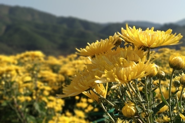 九九重阳节要干啥