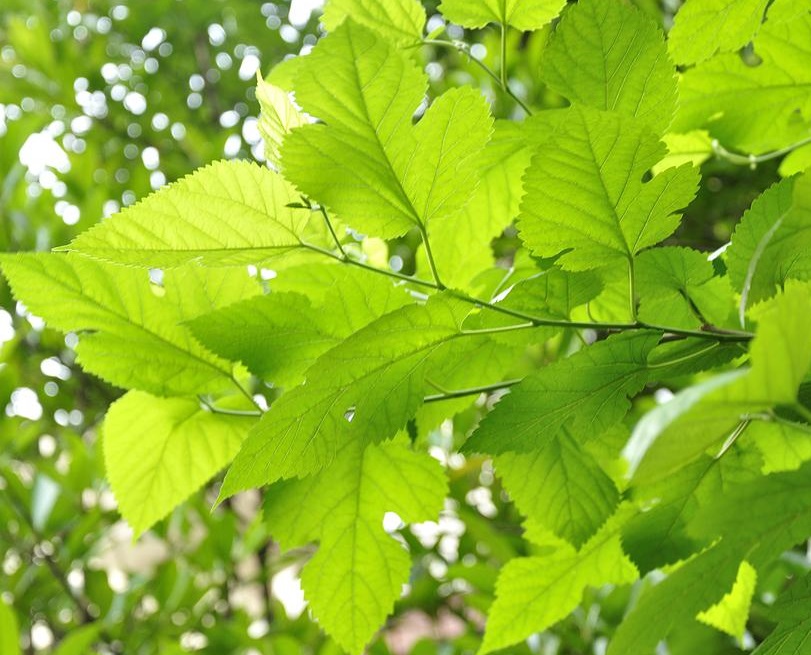 古代重阳节的风俗