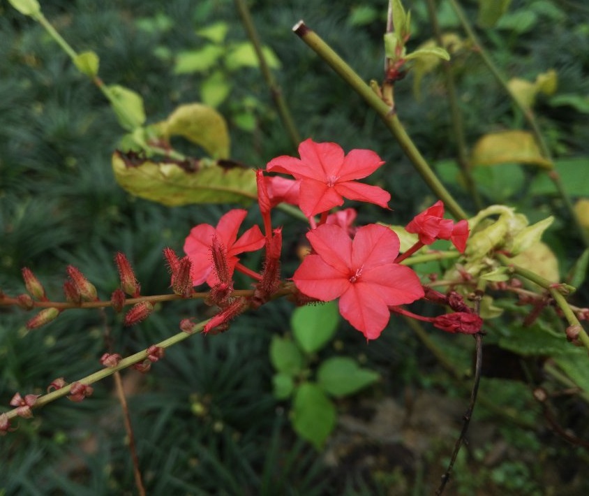 古代重阳节的风俗