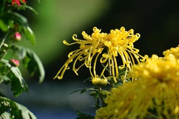 重阳节登高的原因