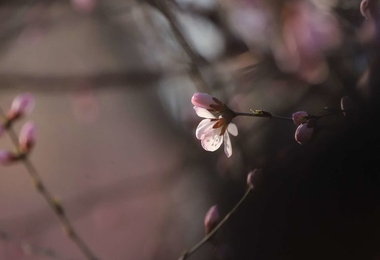 重阳节上坟