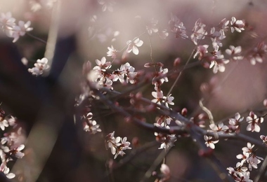 重阳节上坟