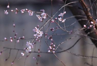 重阳节上坟