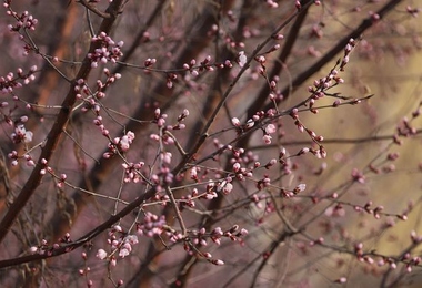 重阳节上坟