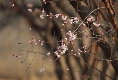 重阳节是不是祭祀节日