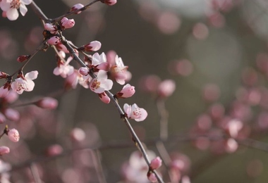 重阳节是不是祭祀节日