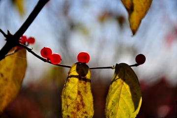 重阳节是鬼节吗