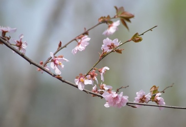 重阳节是纪念什么的日子