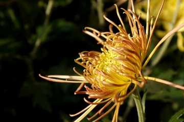 重阳节是啥意思的节日