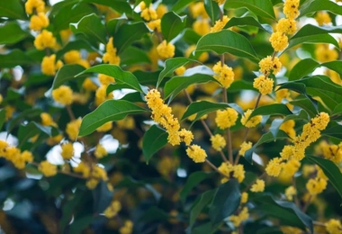 重阳节传统节日风俗