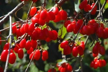 重阳节是干什么的节日