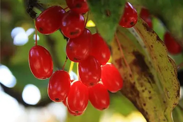 重阳节注意什么