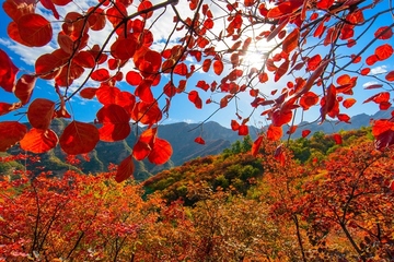 重阳节干什么活动