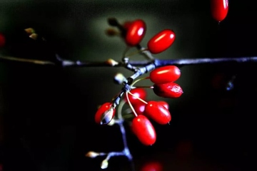 重阳节是什么节