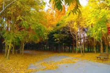 重阳节是老人节吗