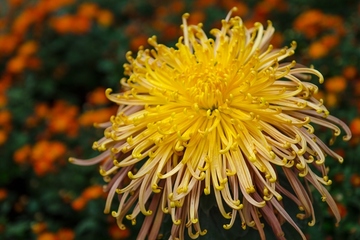 重阳节是老人节吗