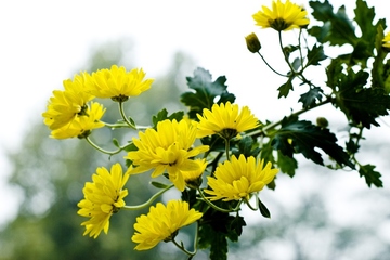 重阳节赏菊花的意义