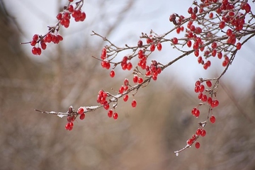 重阳节有什么风俗习俗