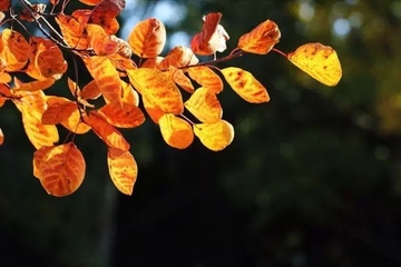 九九重阳节是怎么来的