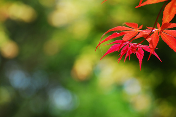 重阳节是从什么时候开始的