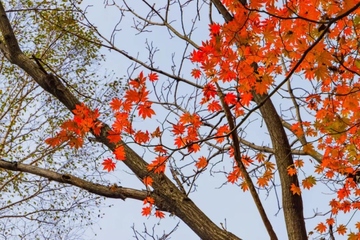 农历几月几是重阳节