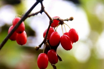 重阳节赏菊和谁有关