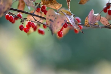 重阳节插茱萸为什么能辟邪